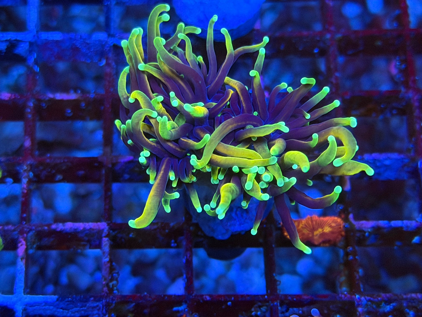 CKL Rainbow Dragon Soul #2