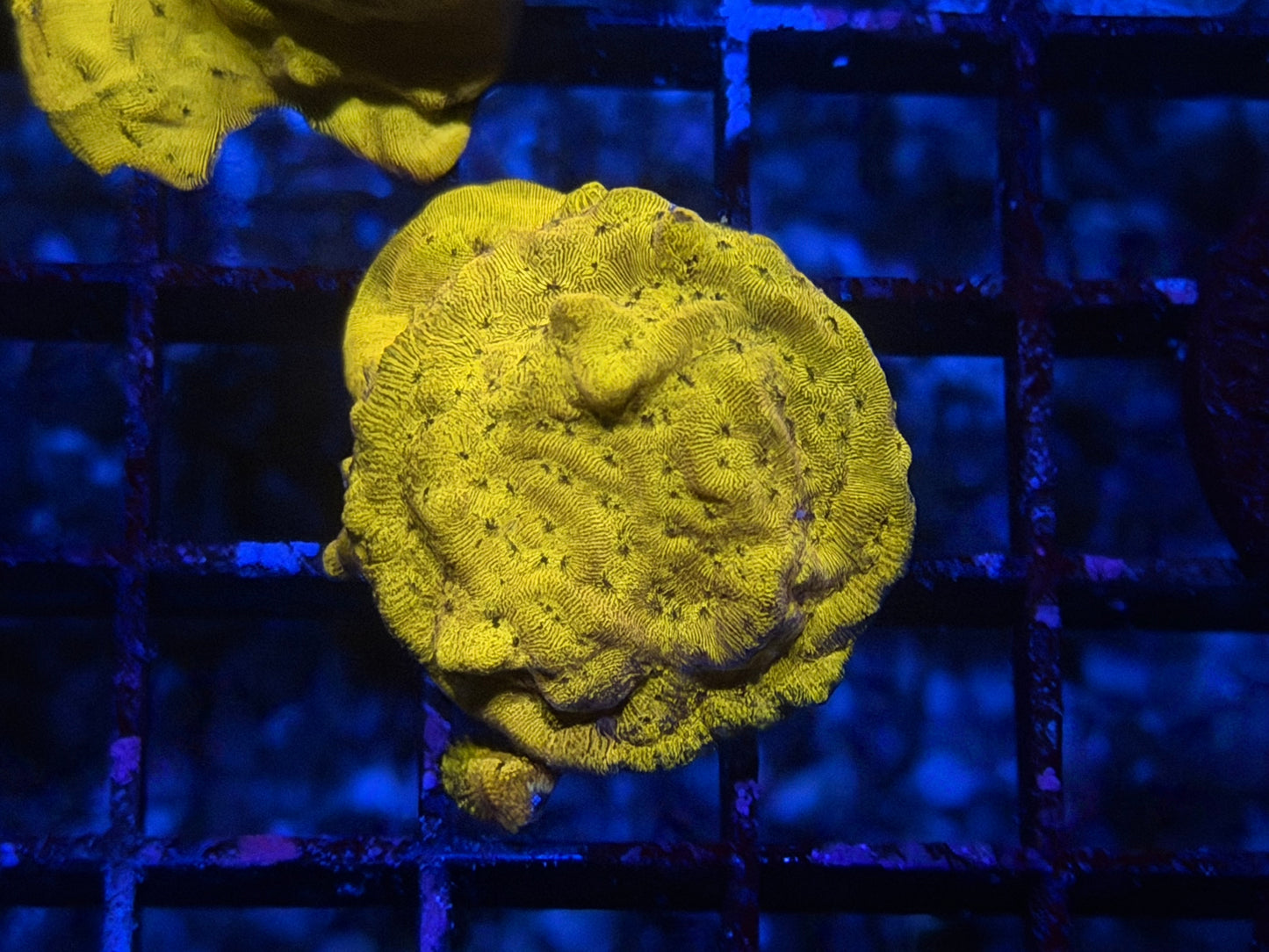CKL 24k Leptoseris Frag #1