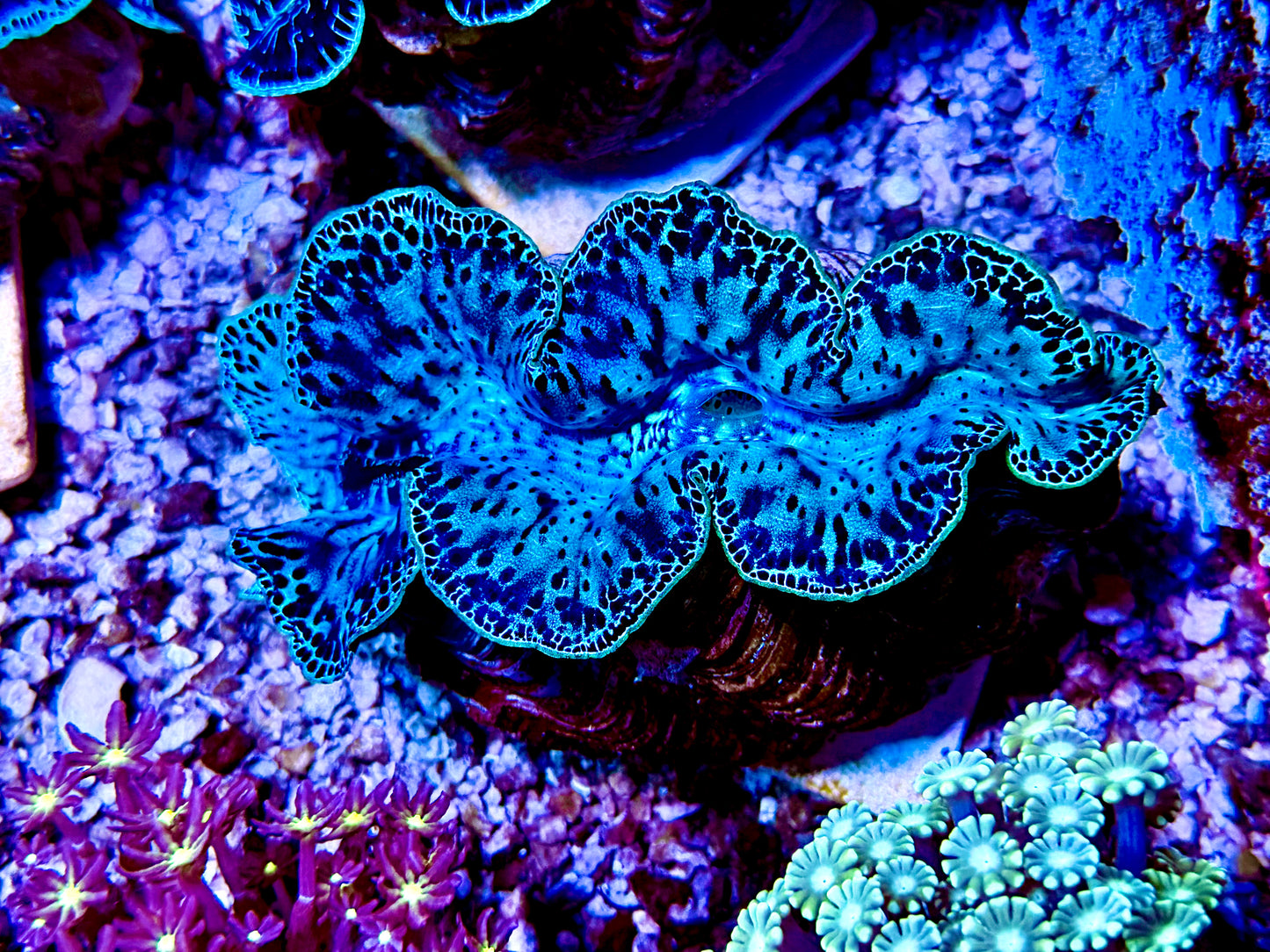 CKL Insane Maxima Clam