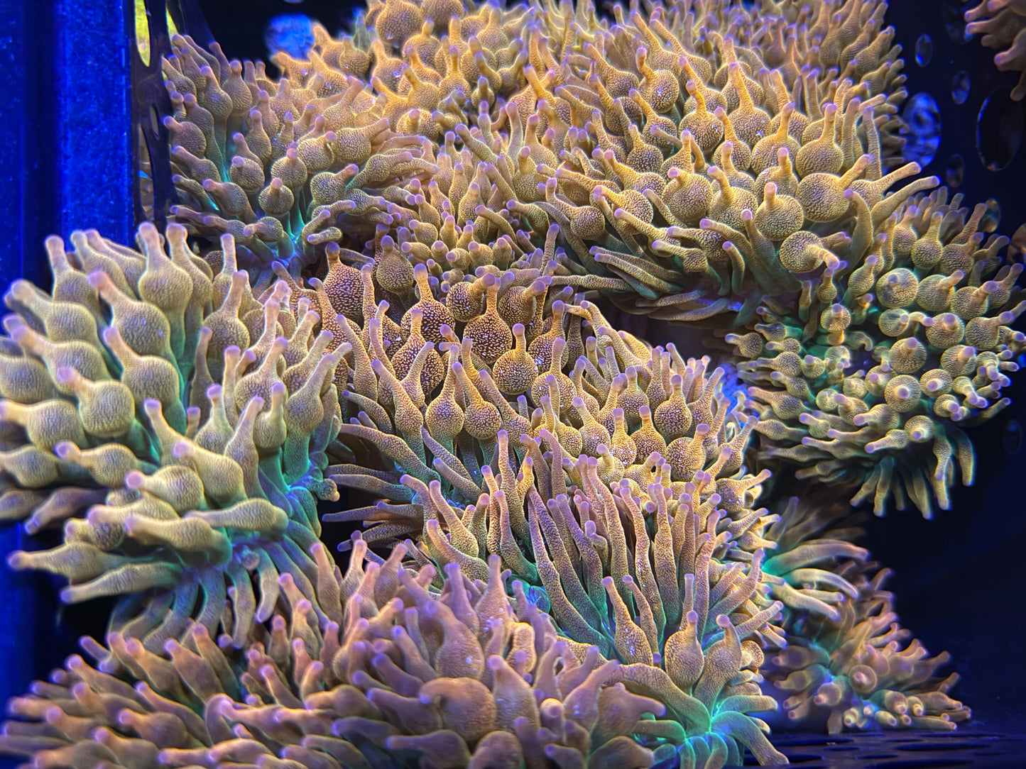CKL Rainbow BTA