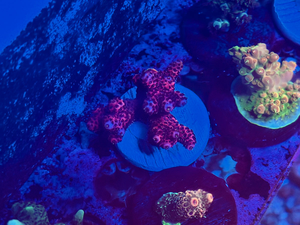 CKL Ultra Mille Frag