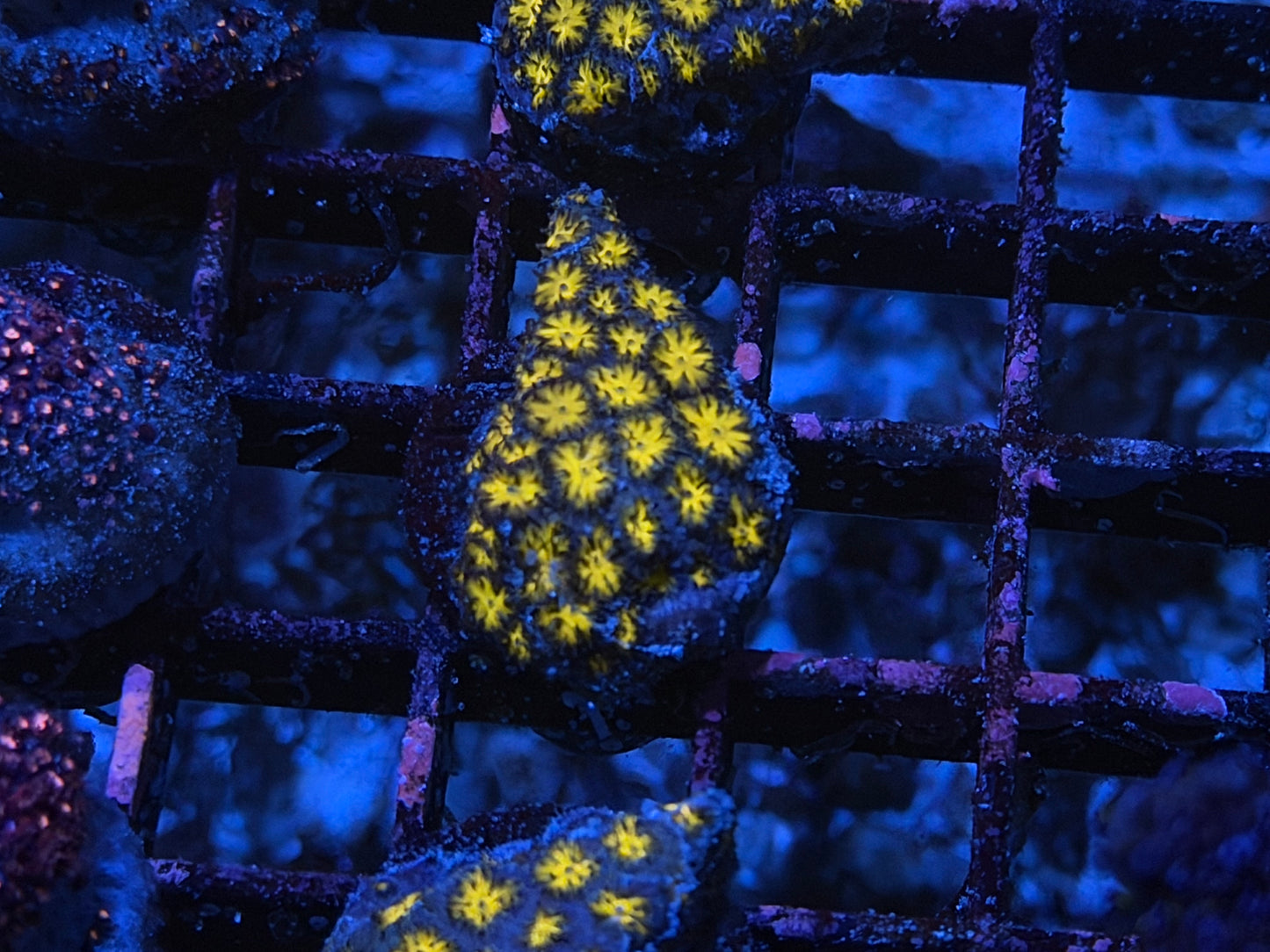 CKL Orange Leptastrea Frag #1