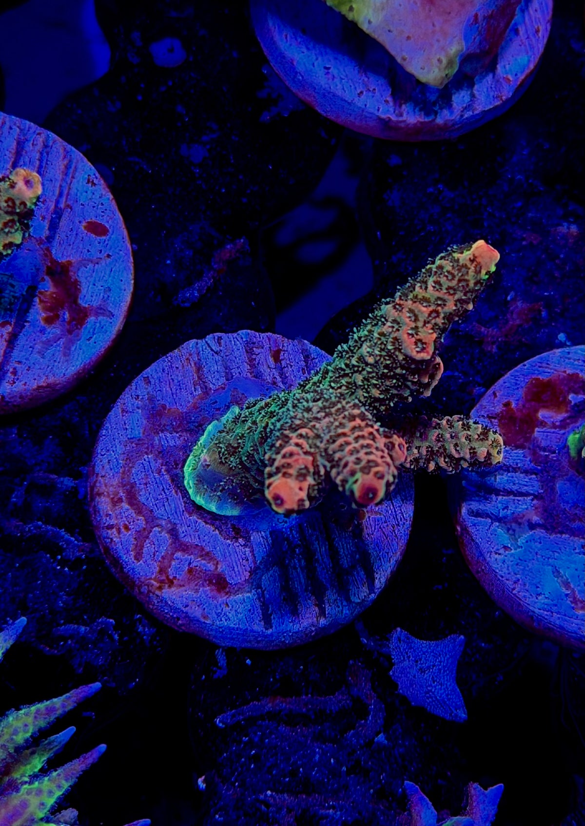 CKL Wildfire Millepora Frag #2