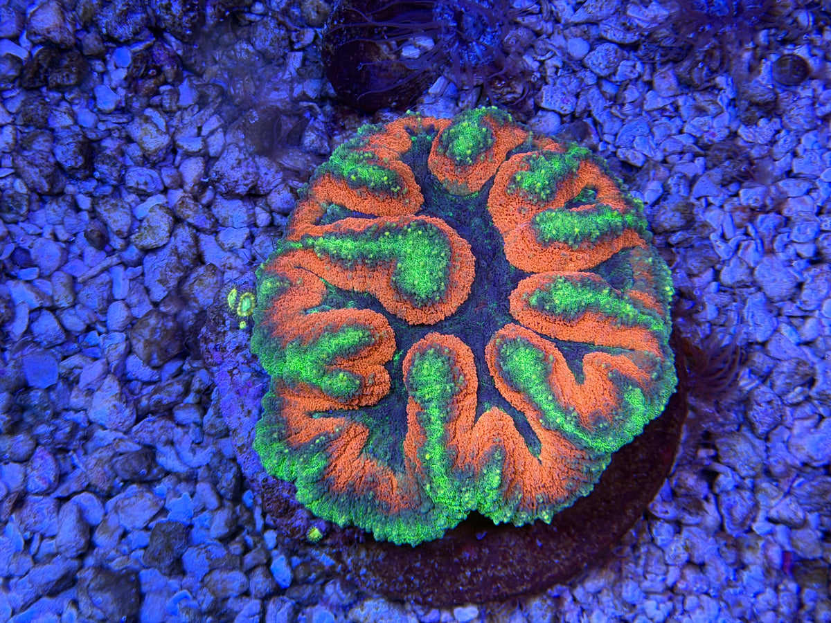 CKL Super Unique Symphyllia