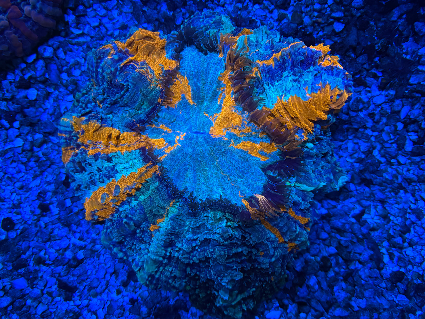 CKL ULTRA RAINBOW Acantho #2