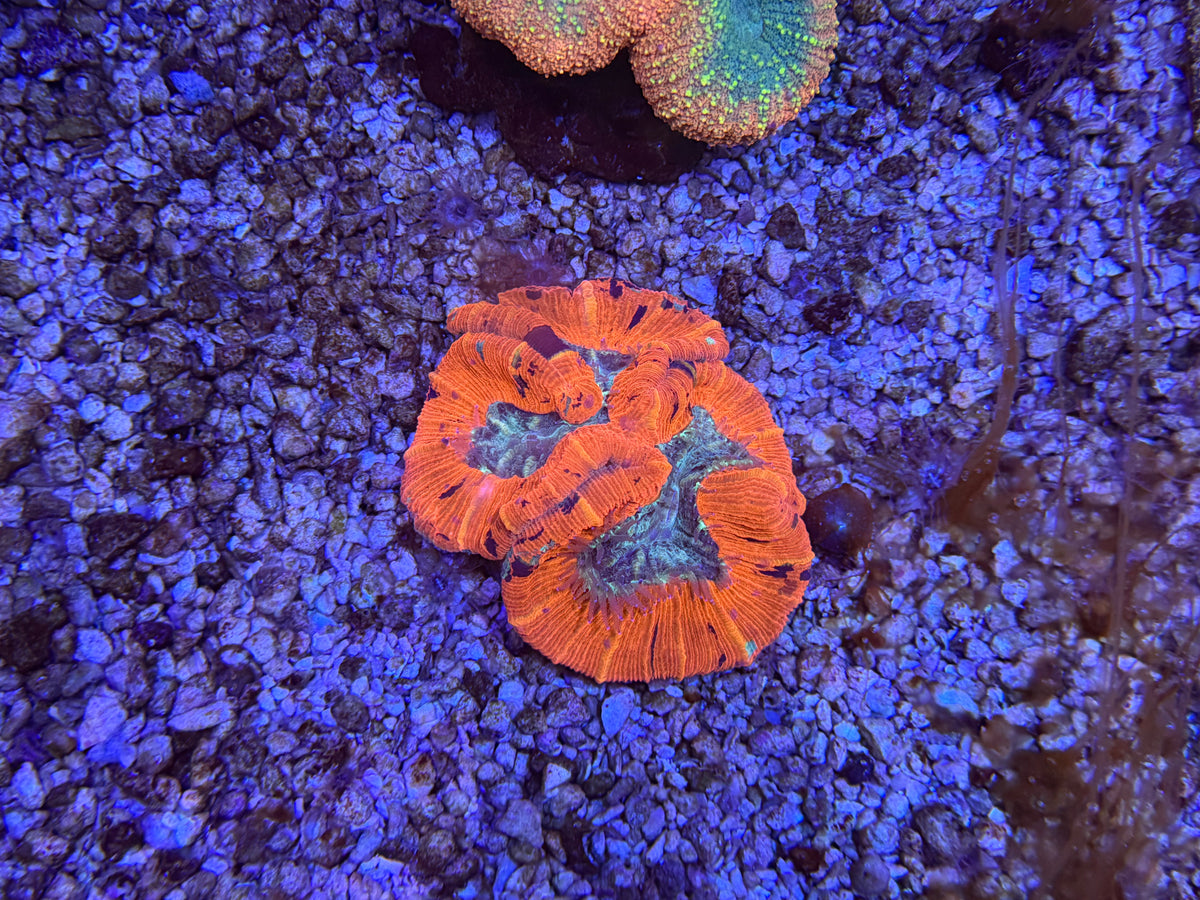 CKL Ultra Trachyphyllia