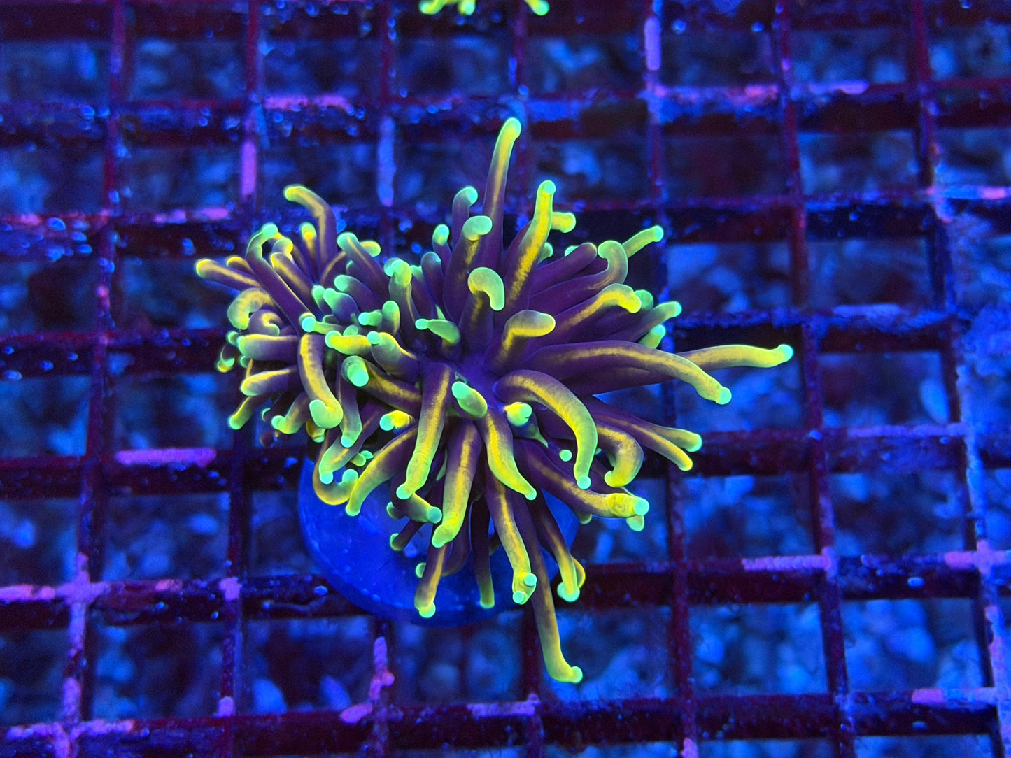 CKL Rainbow Dragon Soul #1