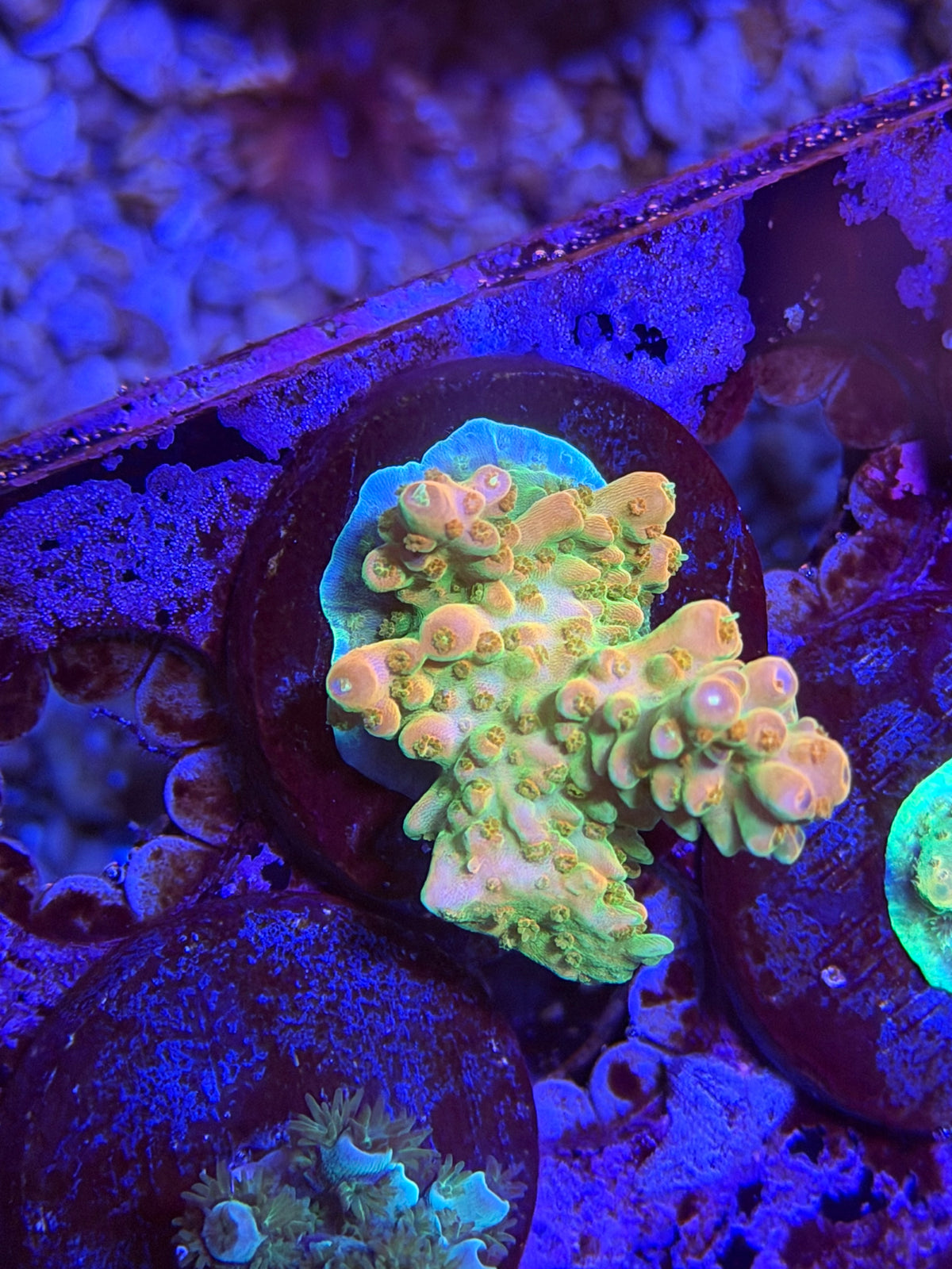 CKL “Blue Whirl” Acropora Frag