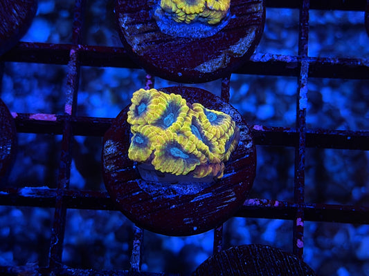 CKL Electric Daisy #2