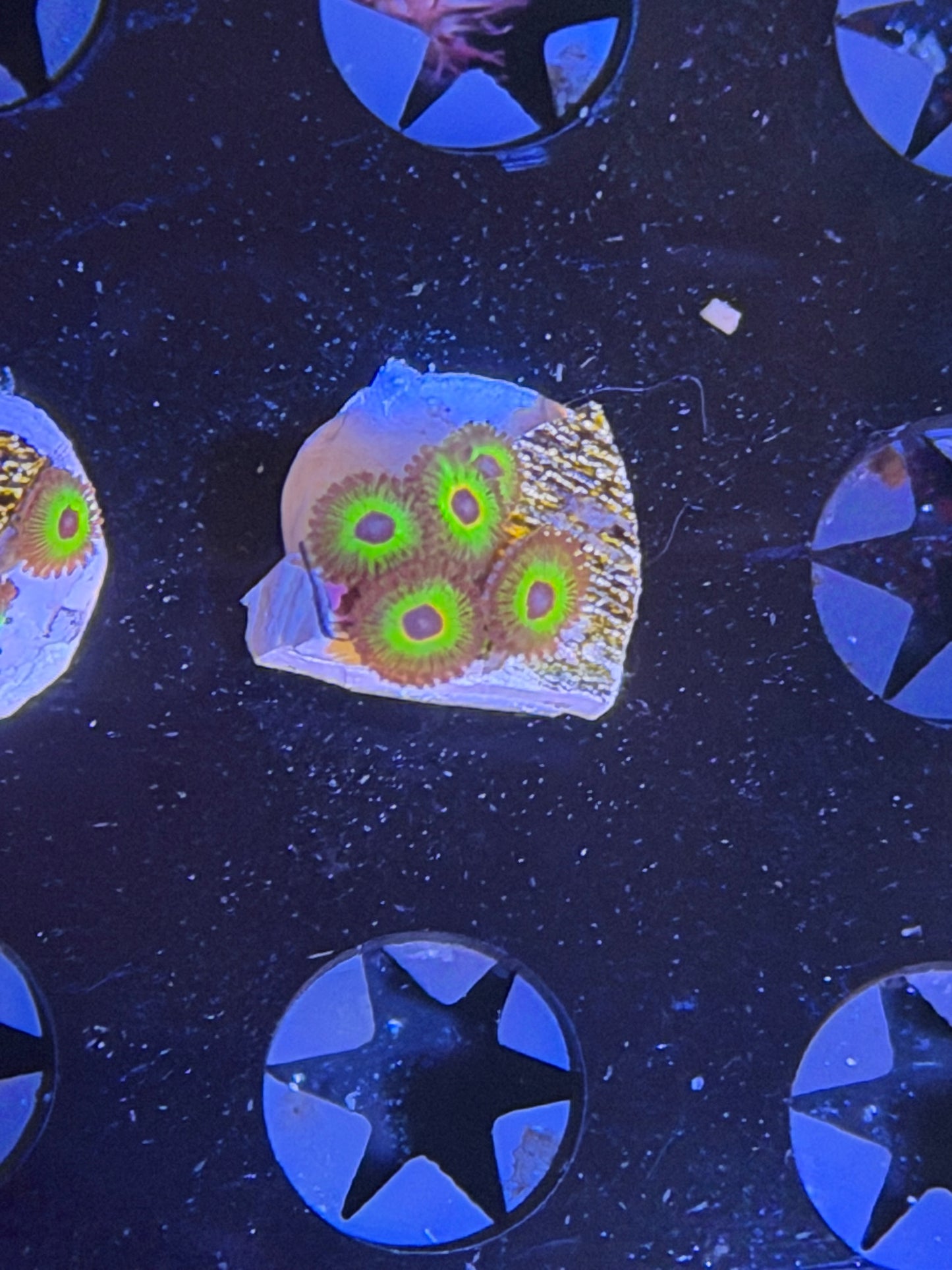 CKL Bob Marley Zoa Frag #1