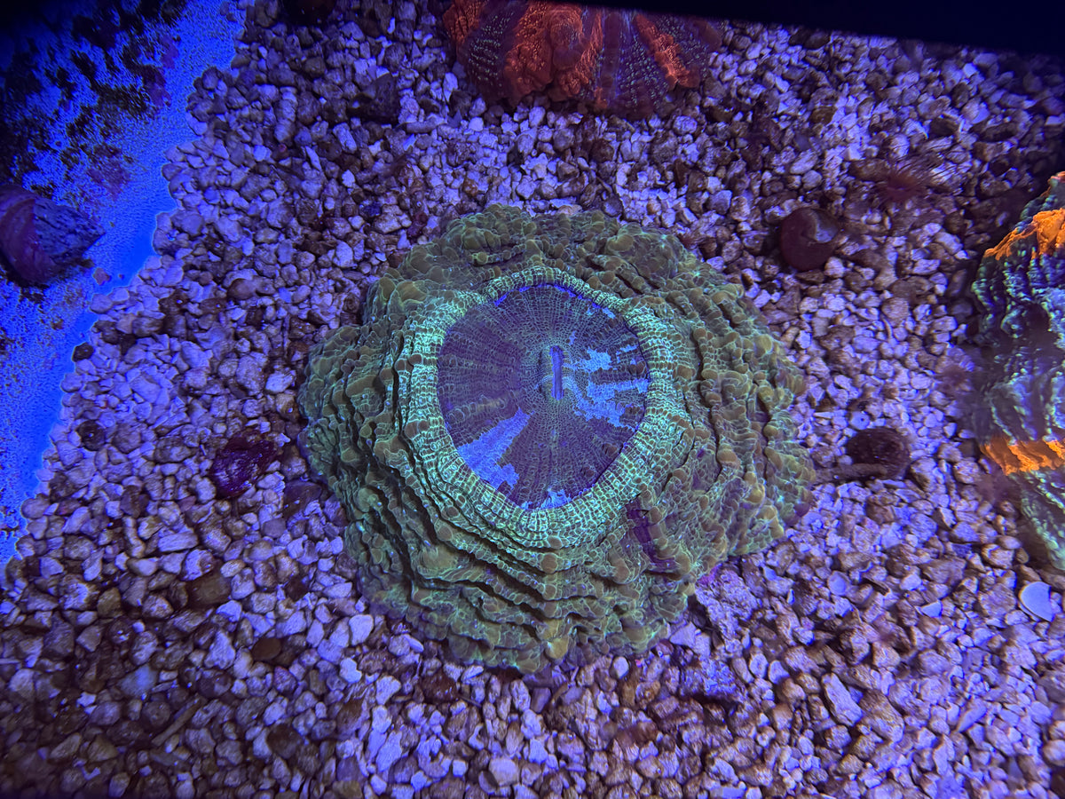 CKL Green Acantho #1