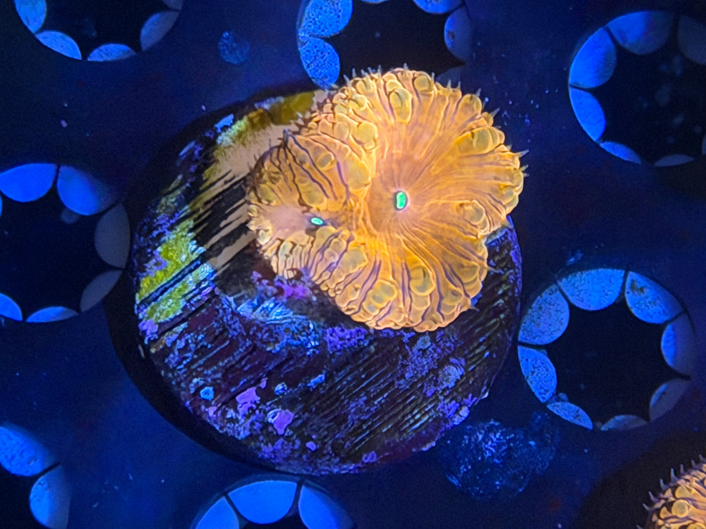 CKL Rainbow Blasto Frag #1
