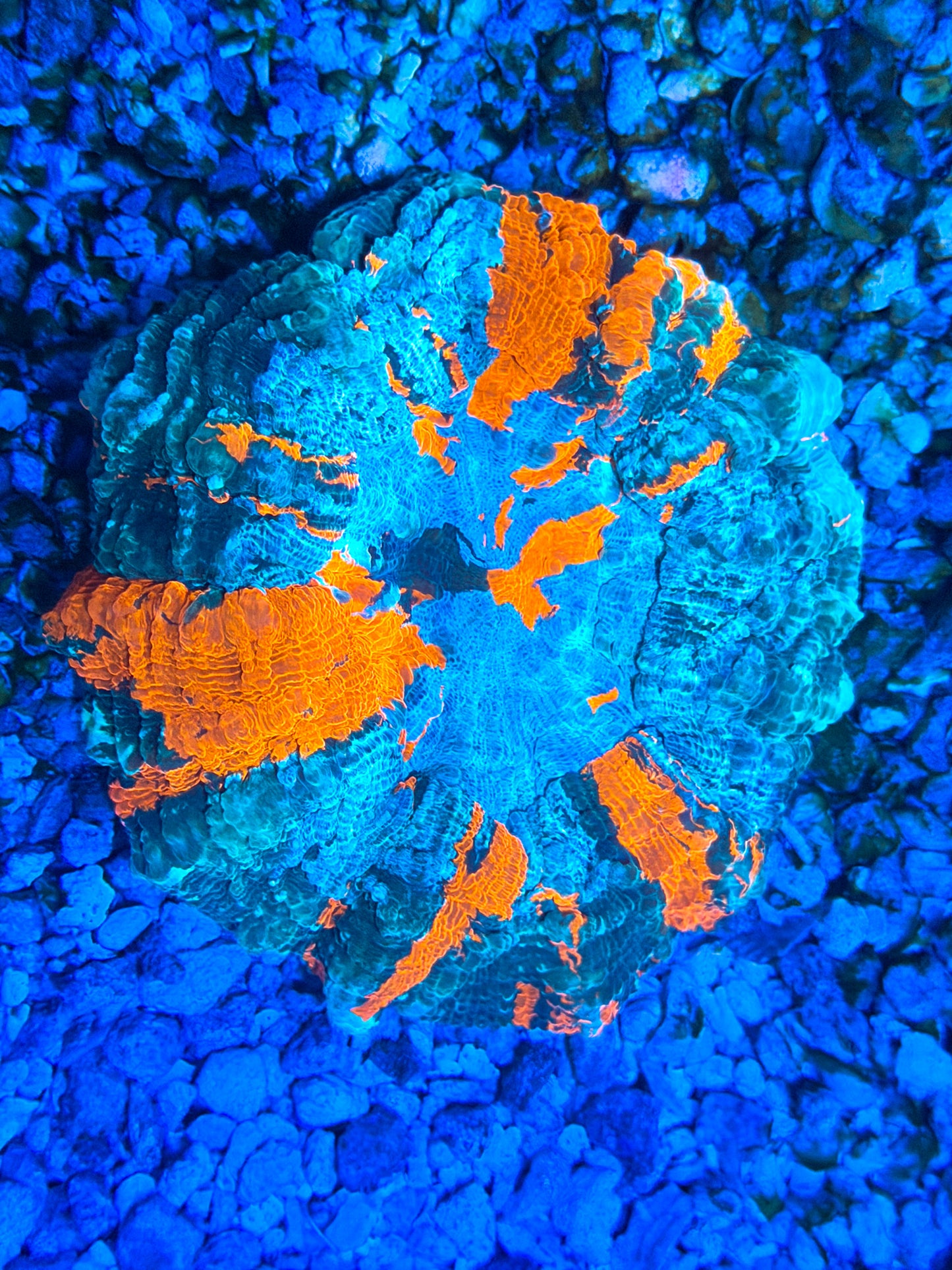 CKL Rainbow Acanthophyllia