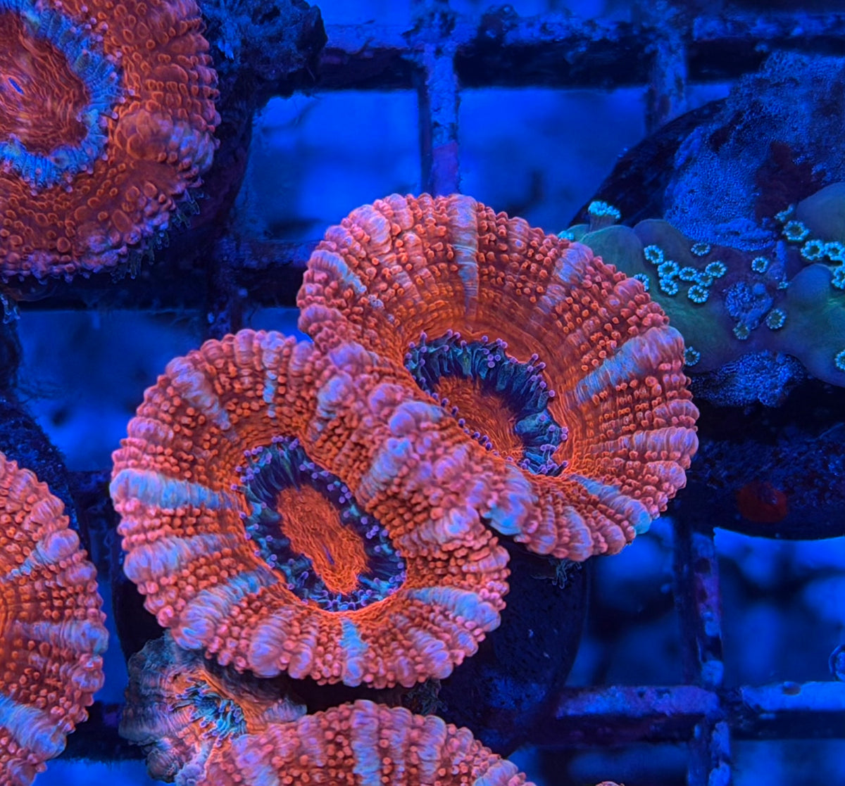 CKL Ultra Acan Frag