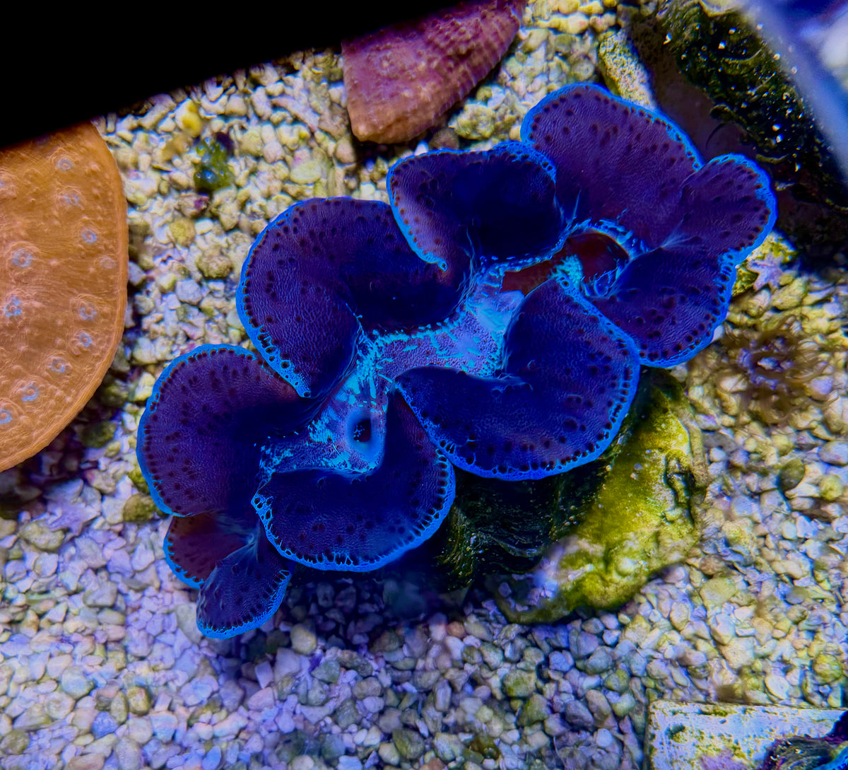 CKL 5”+ Maxima Clam 🔥🔥