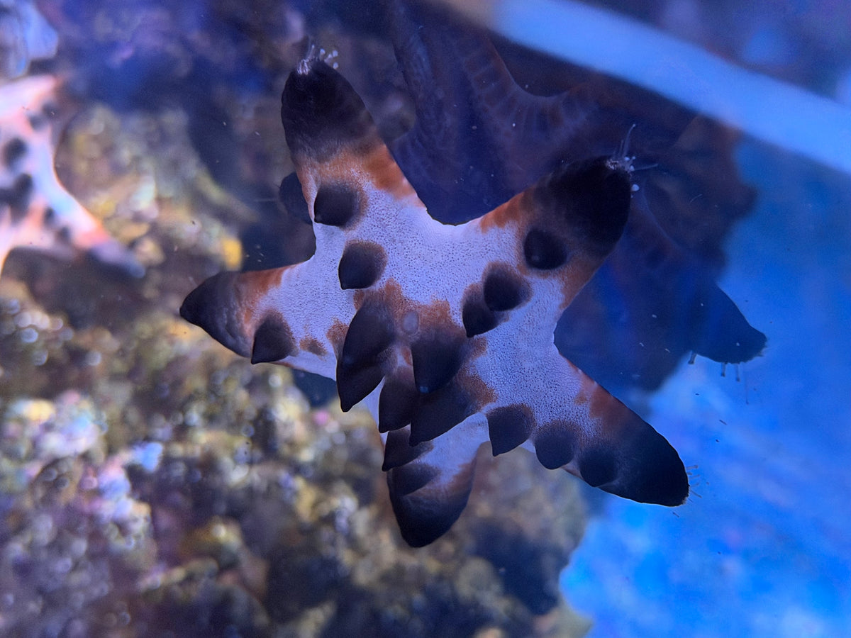 Chocolate Chip Starfish