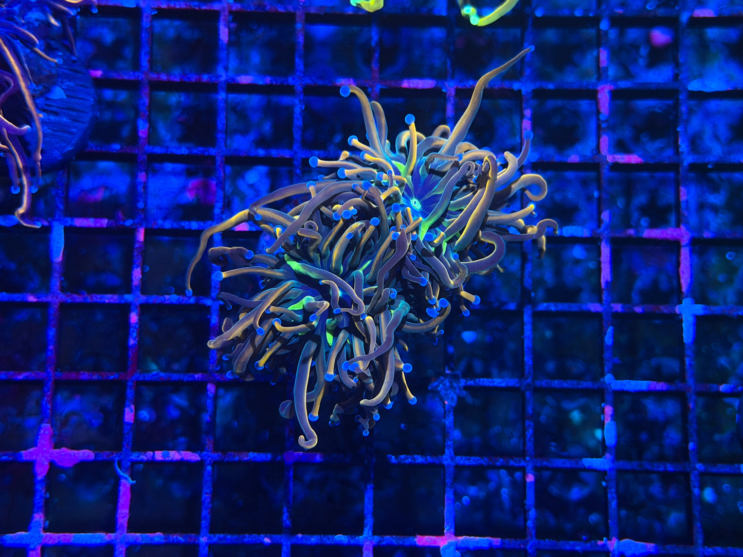 CKL Ultimate Dragon Tamer Torch