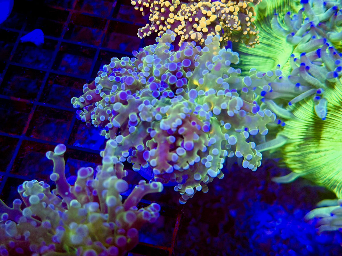 CKL “Rain-Bow” Octospawn