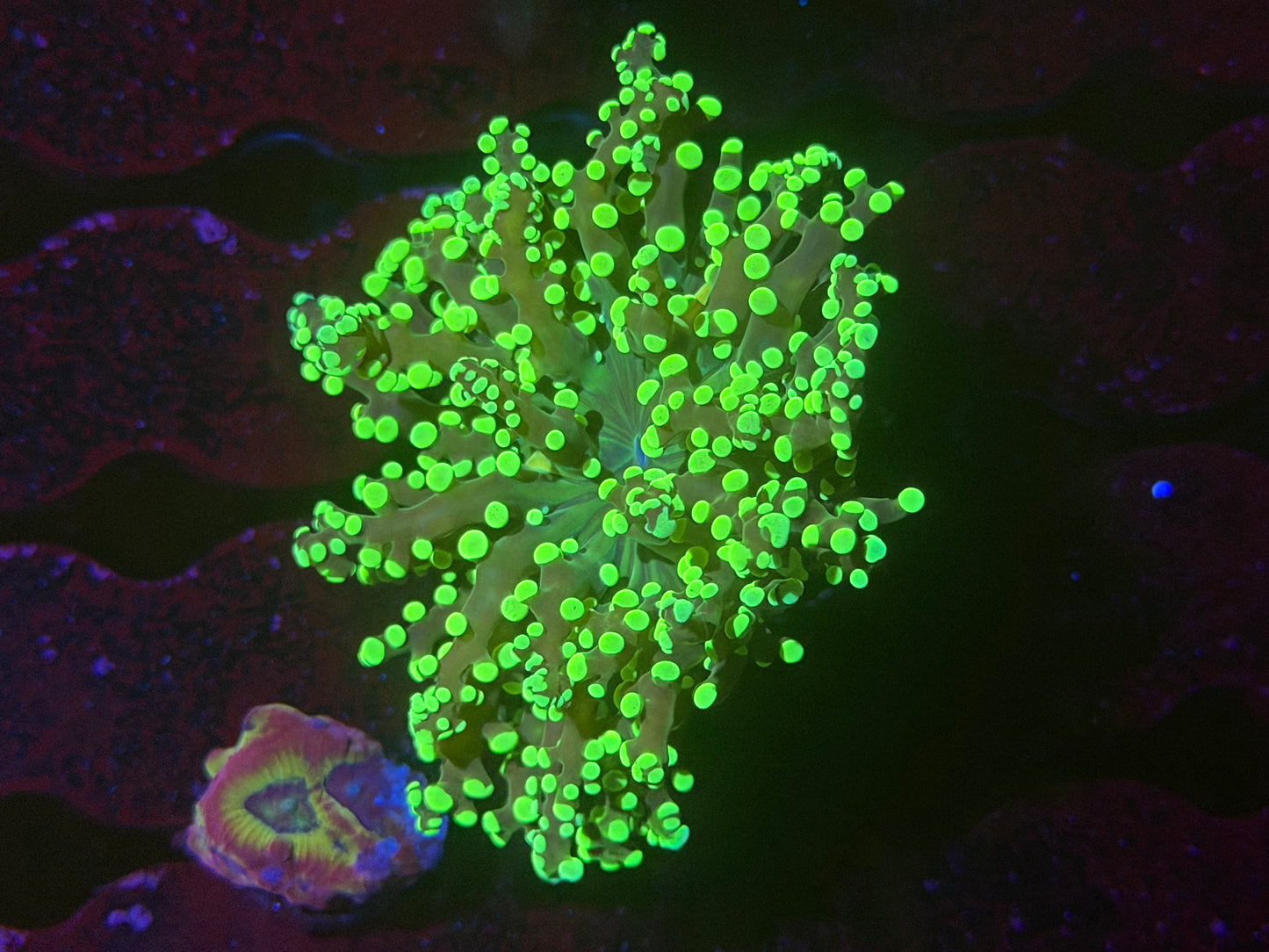 CKL Neon Octospawn Frag