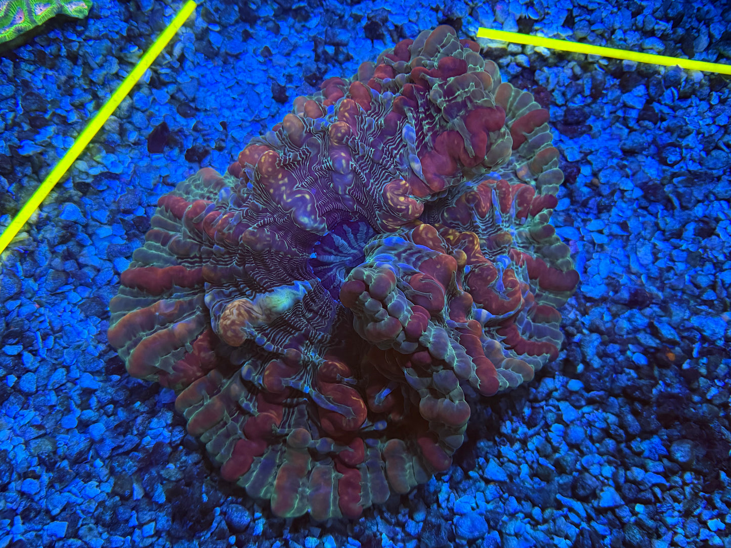 CKL ULTRA Indophyllia #2