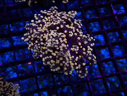 CKL Ultra Pink Tip Frogspawn