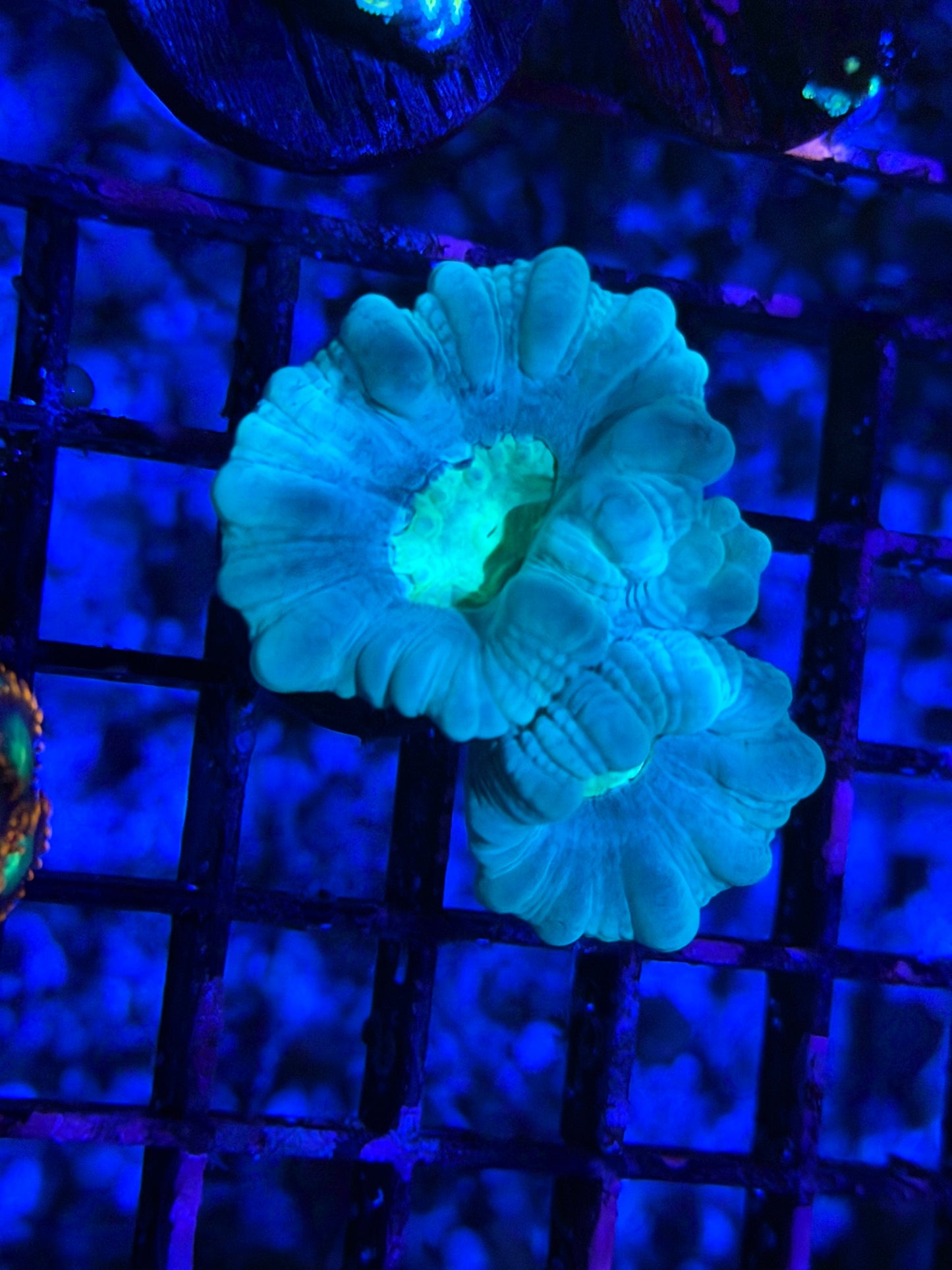 CKL Minty Trumpet Frag #1