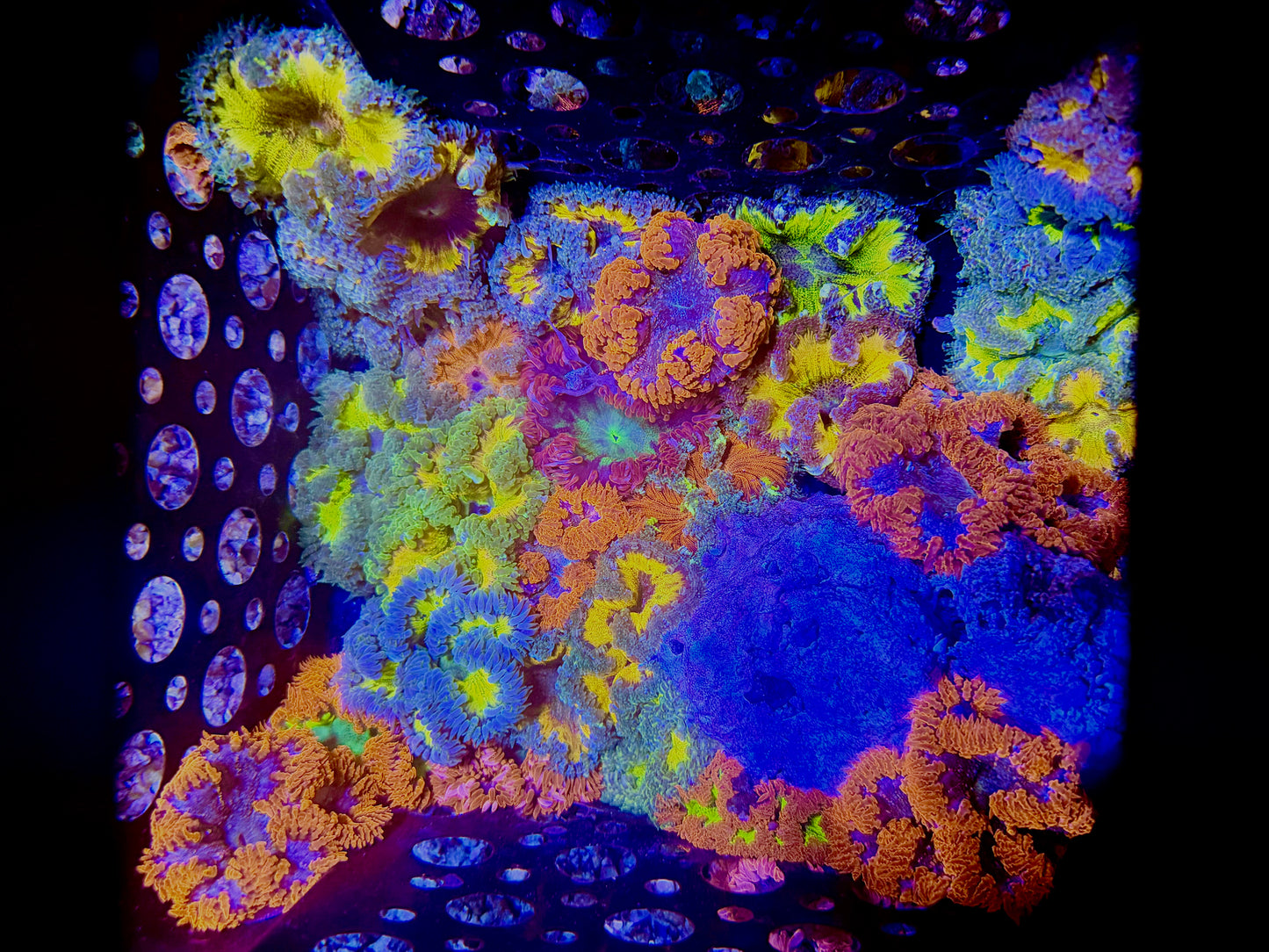 CKL Ultra Rock Flower Anemone