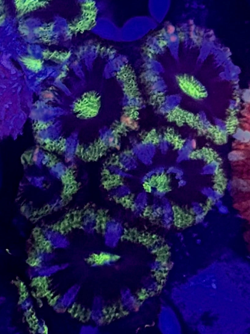 CKL Green Monster Acan