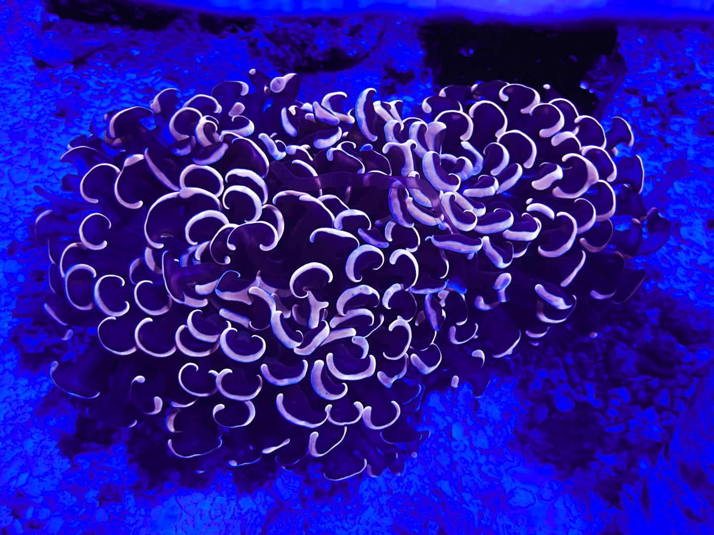 Ultra Pink Tip Wall Hammer