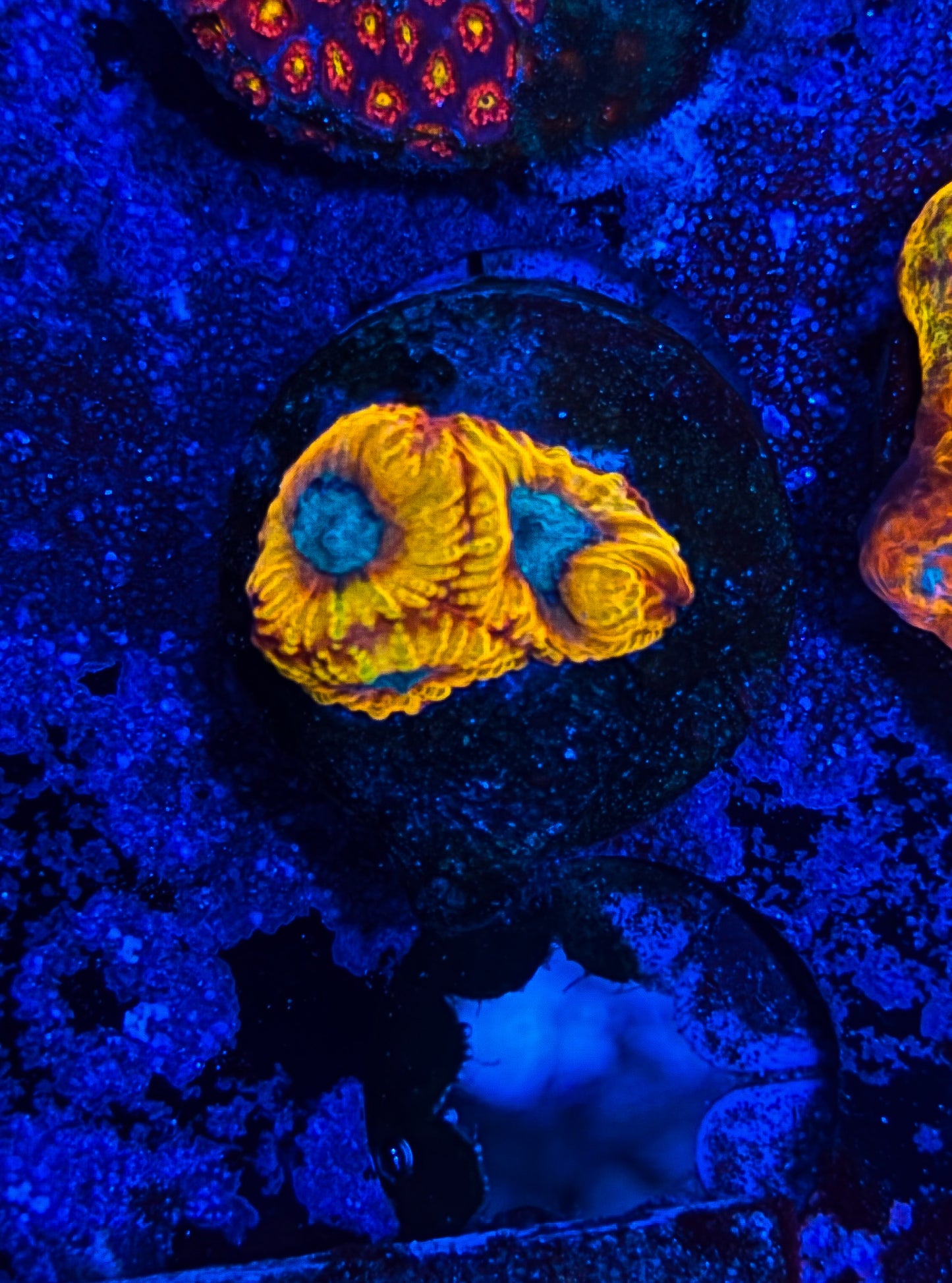 CKL Electric Daisy Favia