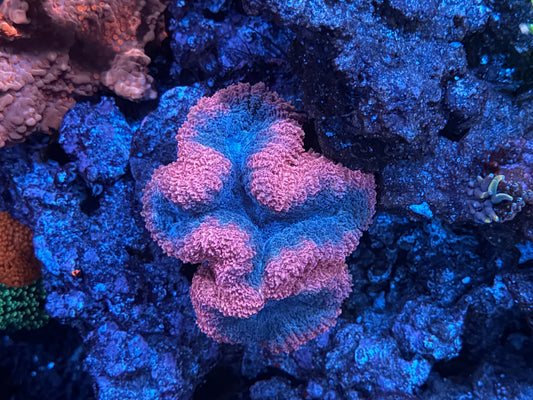 CKL Bubblegum Lobo Mini Colony