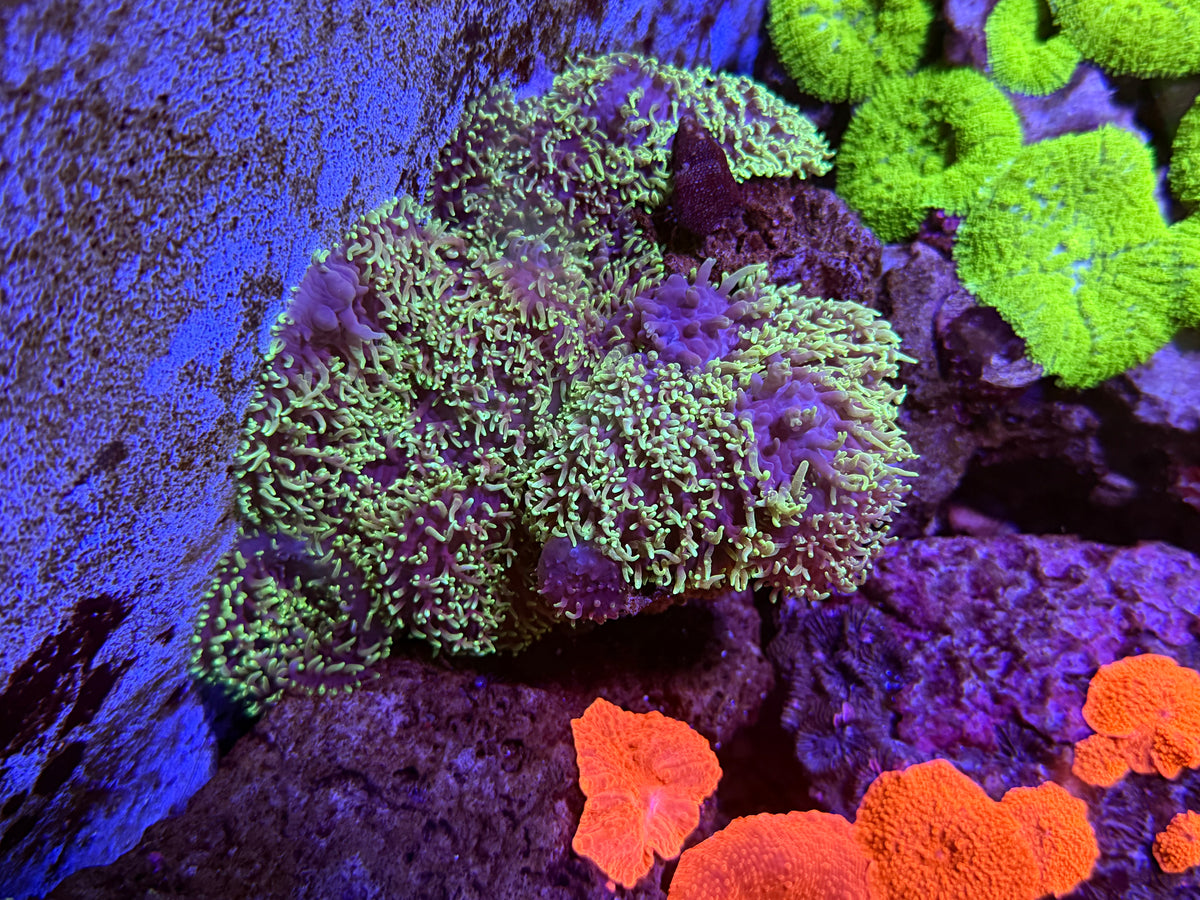 CKL Hairy Mushroom