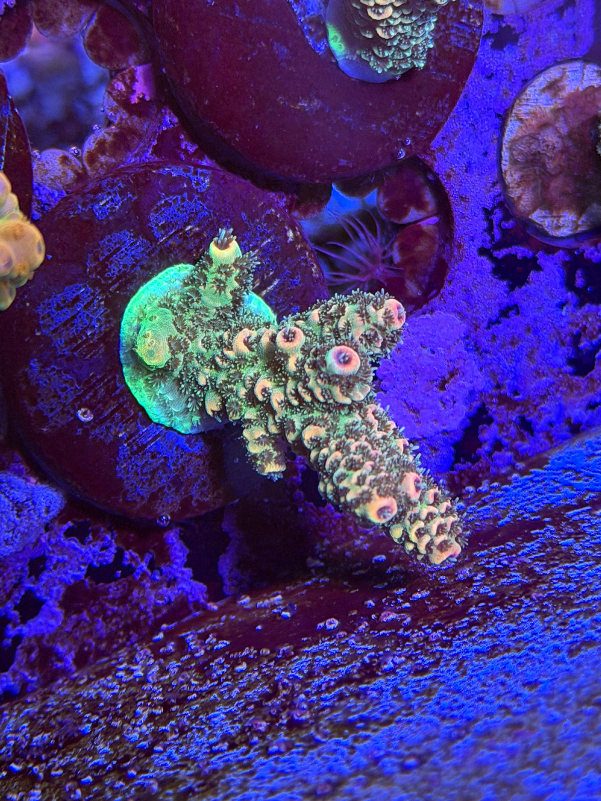 CKL “Strawberry Sunshine” Acropora Frag #2