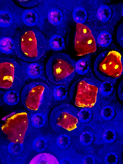 CK Ultra Chalice Pack