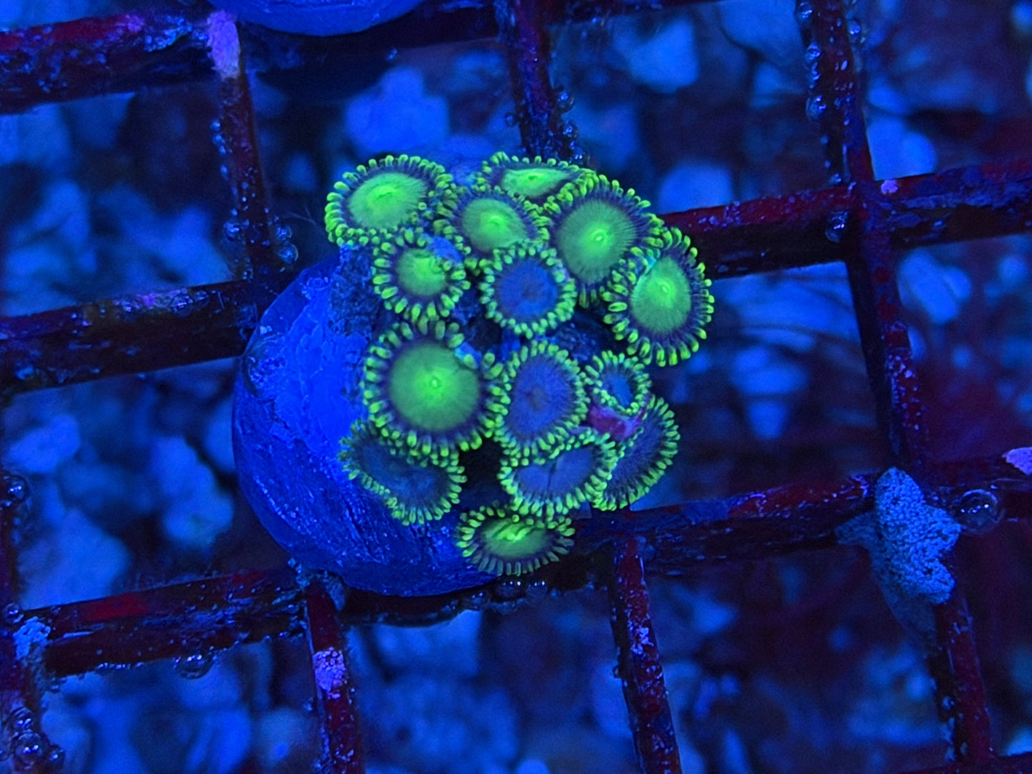 CKL Zoa Combo #1