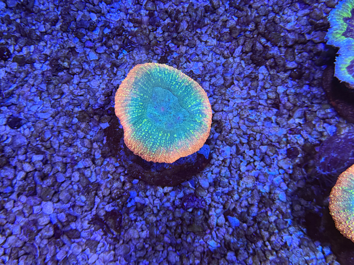 CKL unique lobo