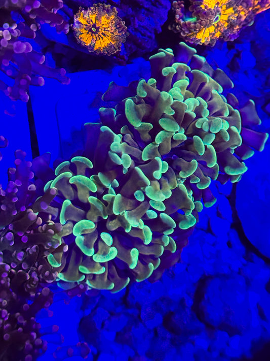 Unique Branching Hammer #1