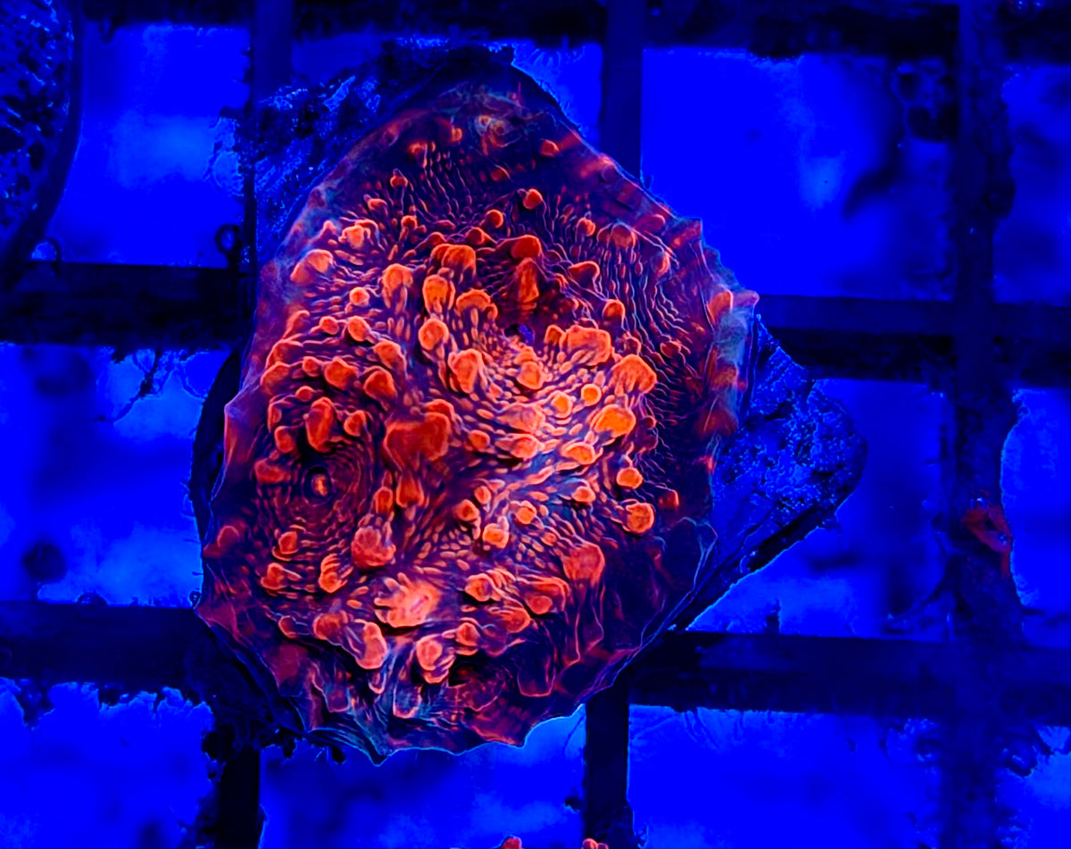 CKL Cloudberries Chalice Frag
