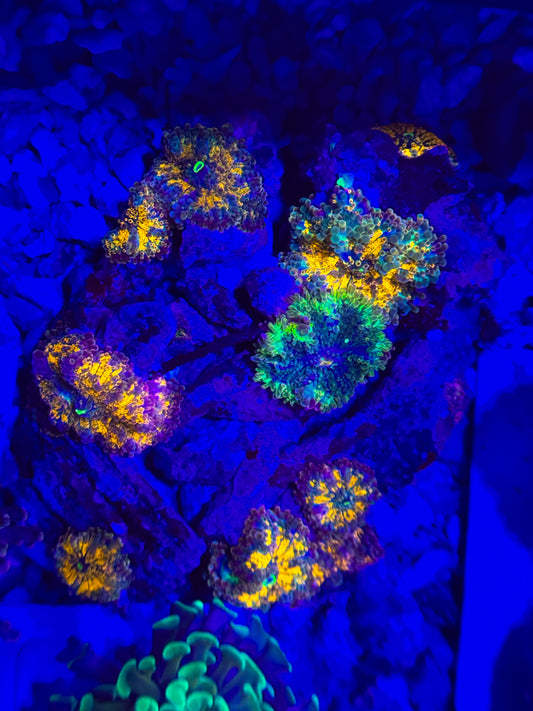 Ultra Yuma Shroom Rock #1