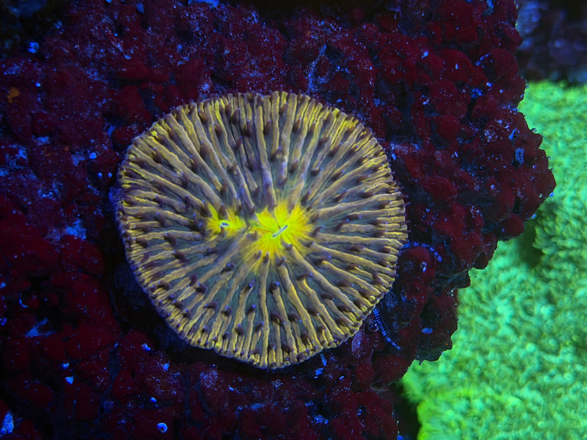 CKL Rainbow Orange Plate Coral