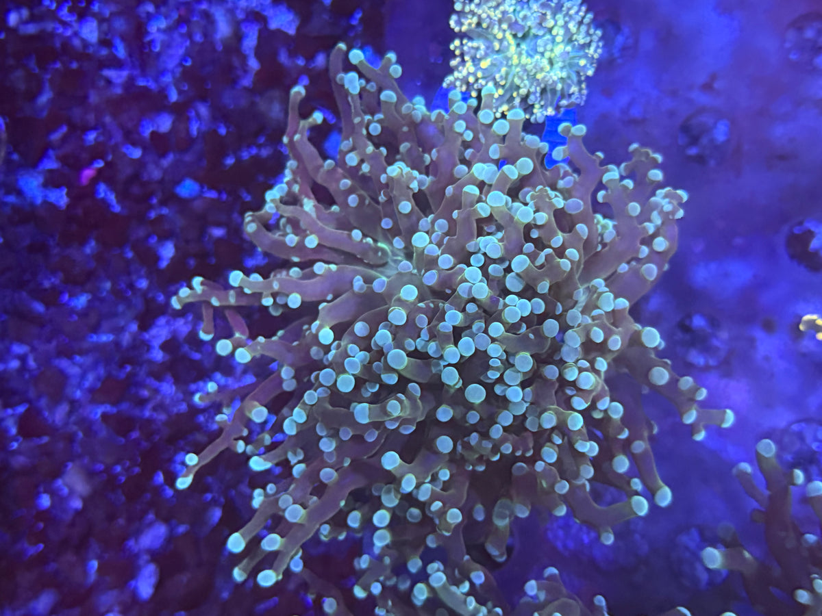 CKL Unique Octospawn