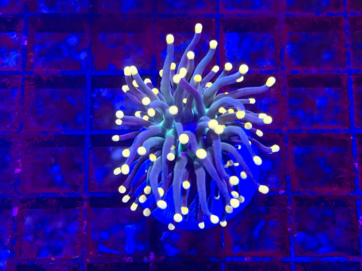 CKL Blacklight Torch #2