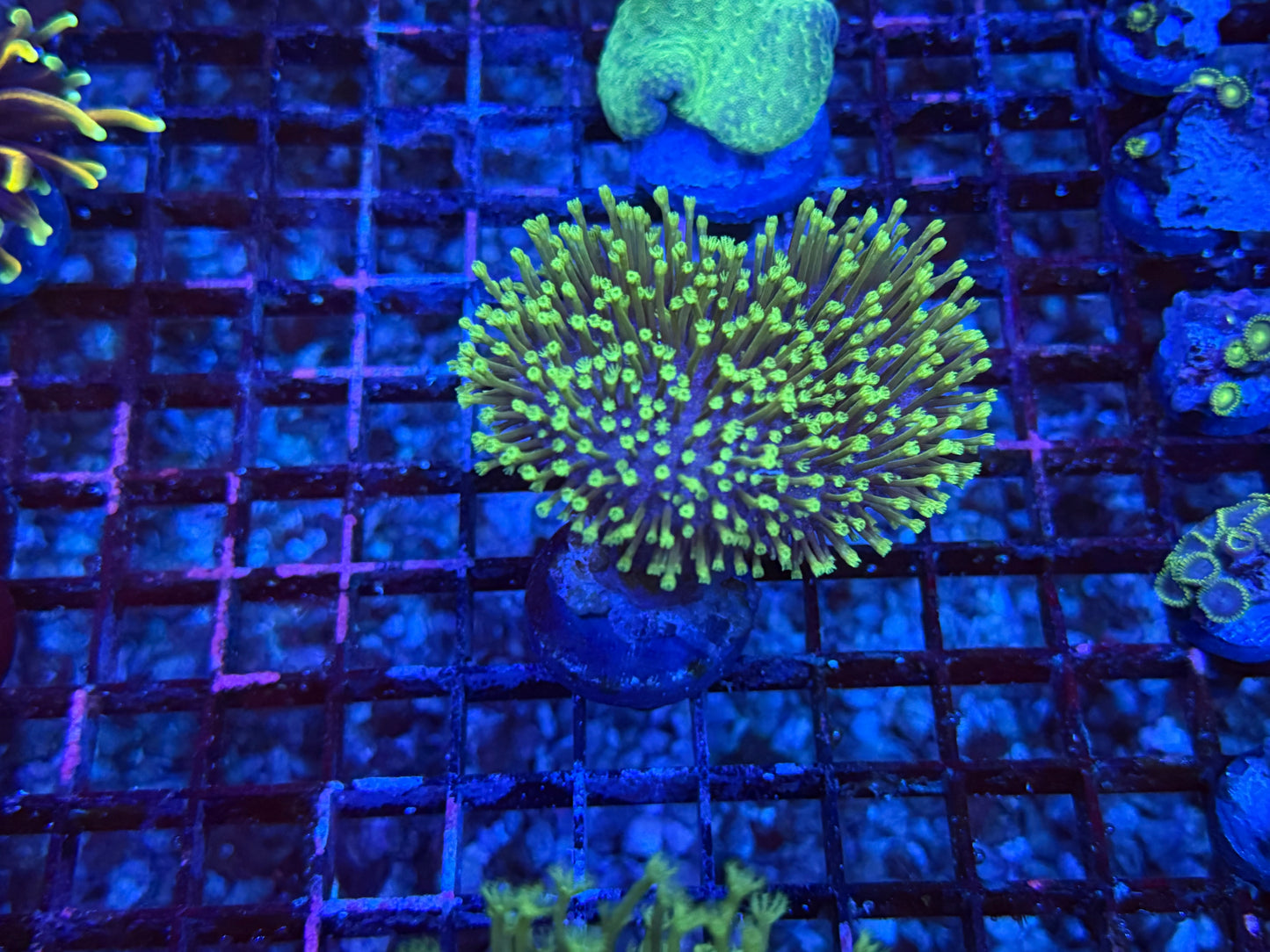 CKL Toadstool Leather Frag #1