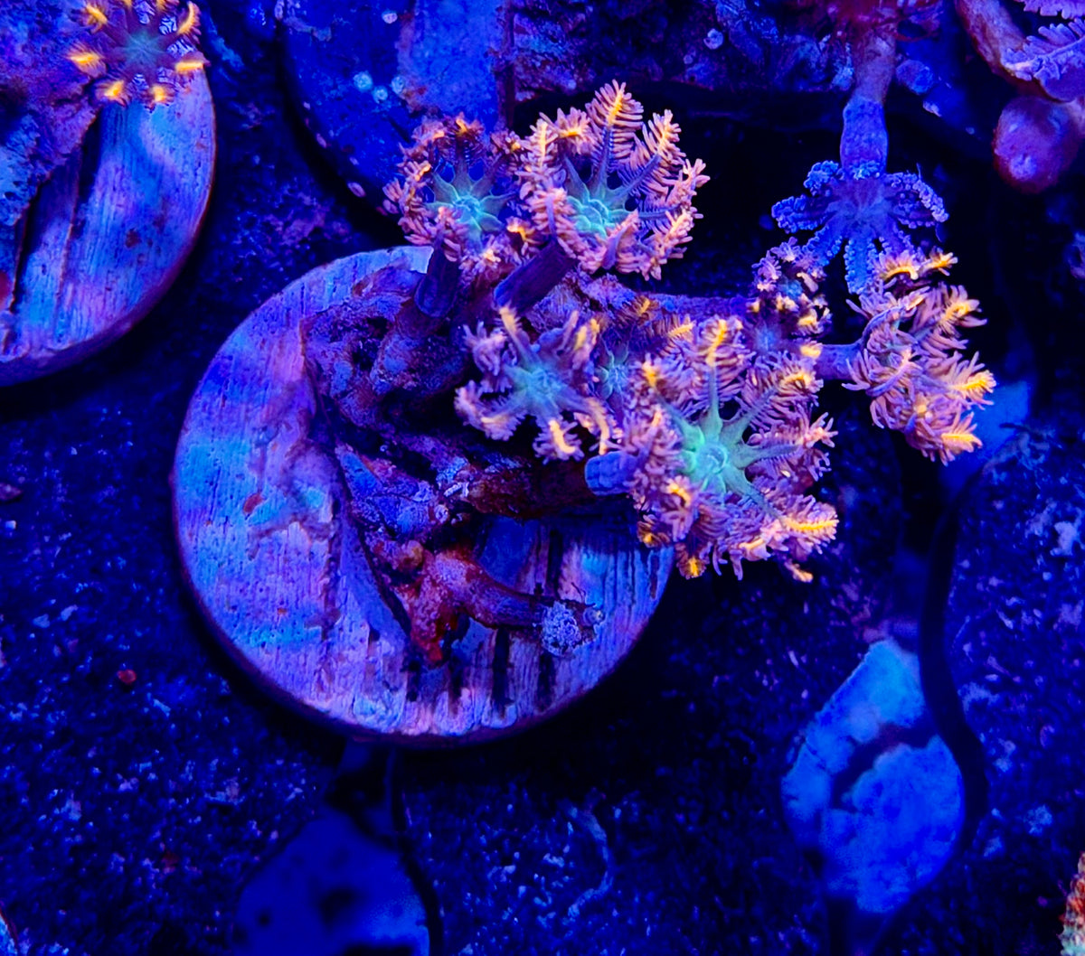 CKL Fireworkz Clove Polyp Frag