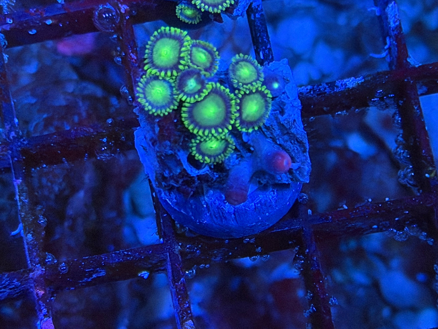 CKL Radioactive Zoa Frag #1