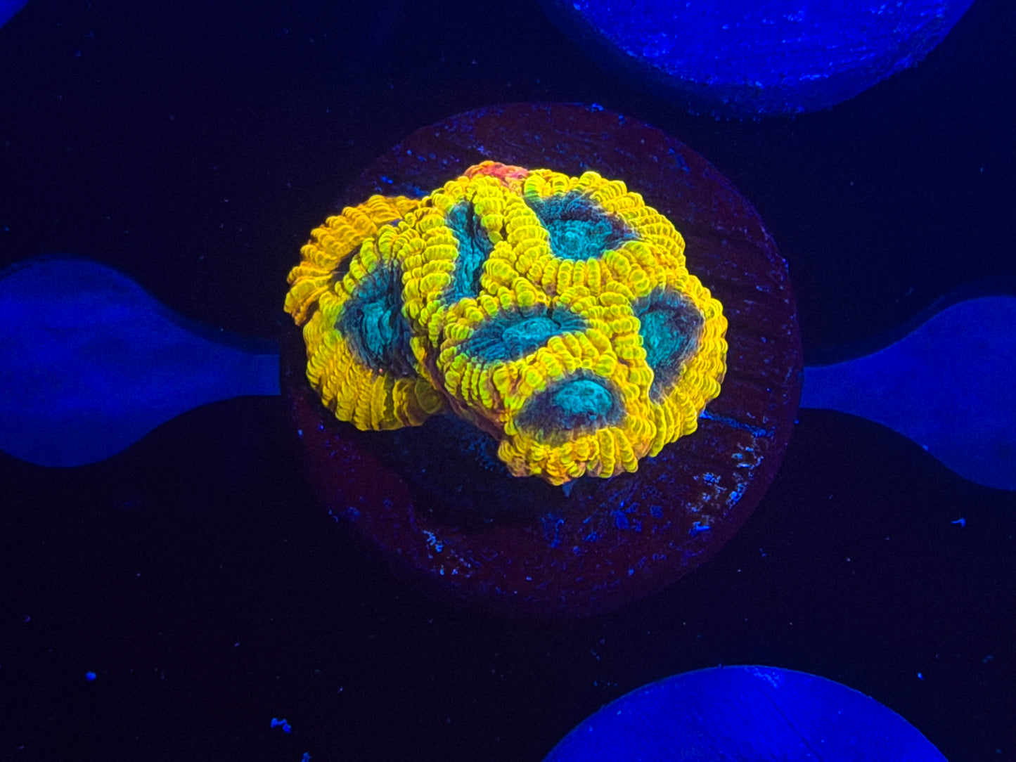 CKL Electric Daisy Favia