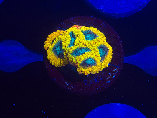 CKL Electric Daisy Favia