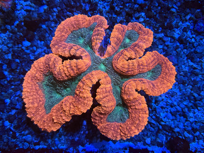CKL Orange Rim Lobo (HUGE)