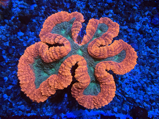 CKL Orange Rim Lobo (HUGE)
