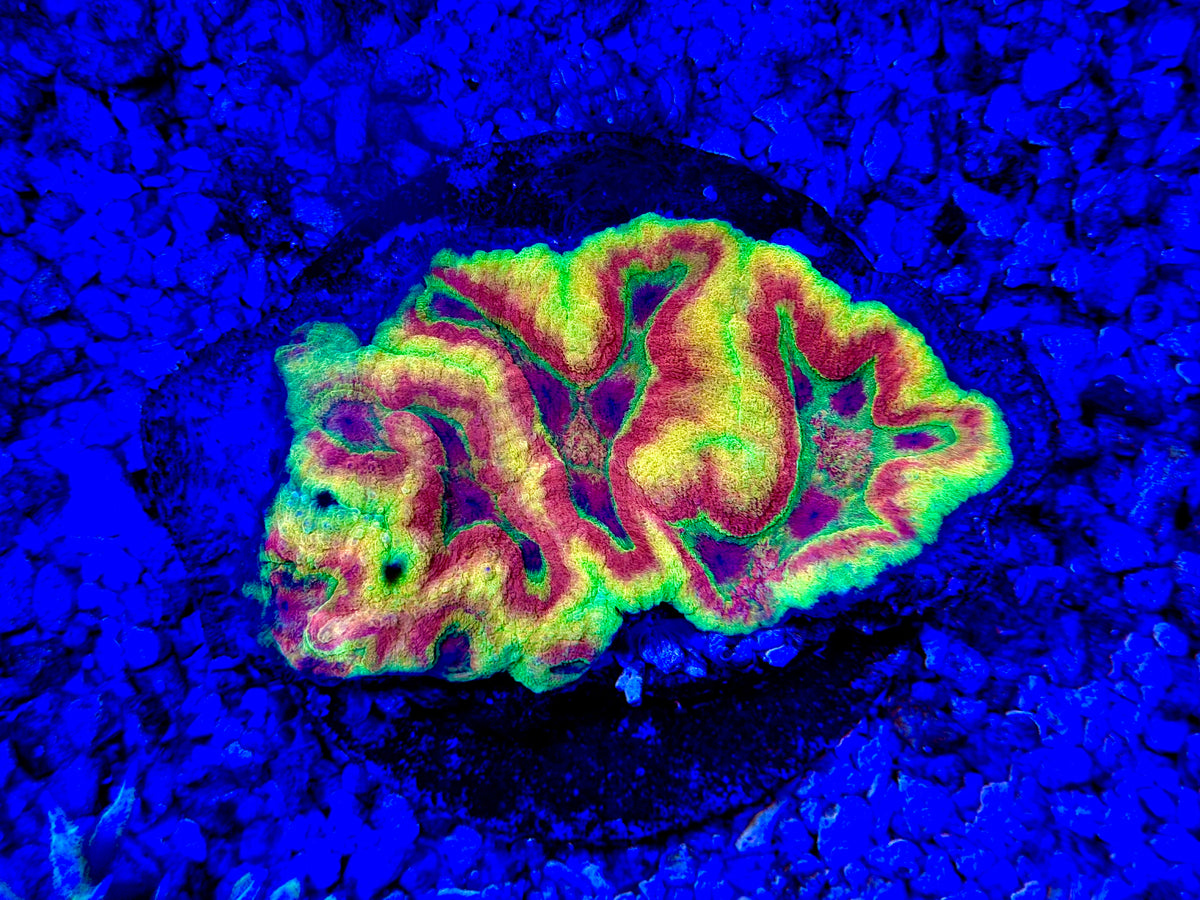CKL Rainbow Symphyllia (INSANE!!)
